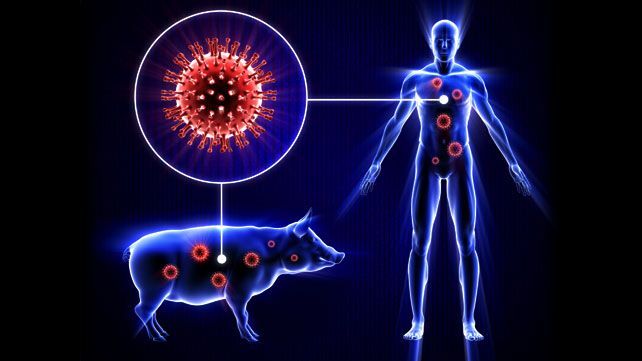تسجيل 39 وفاة وإصابة مشتبهة بفيروس إنفلونزا الخنازير  في صنعاء خلال أسبوع