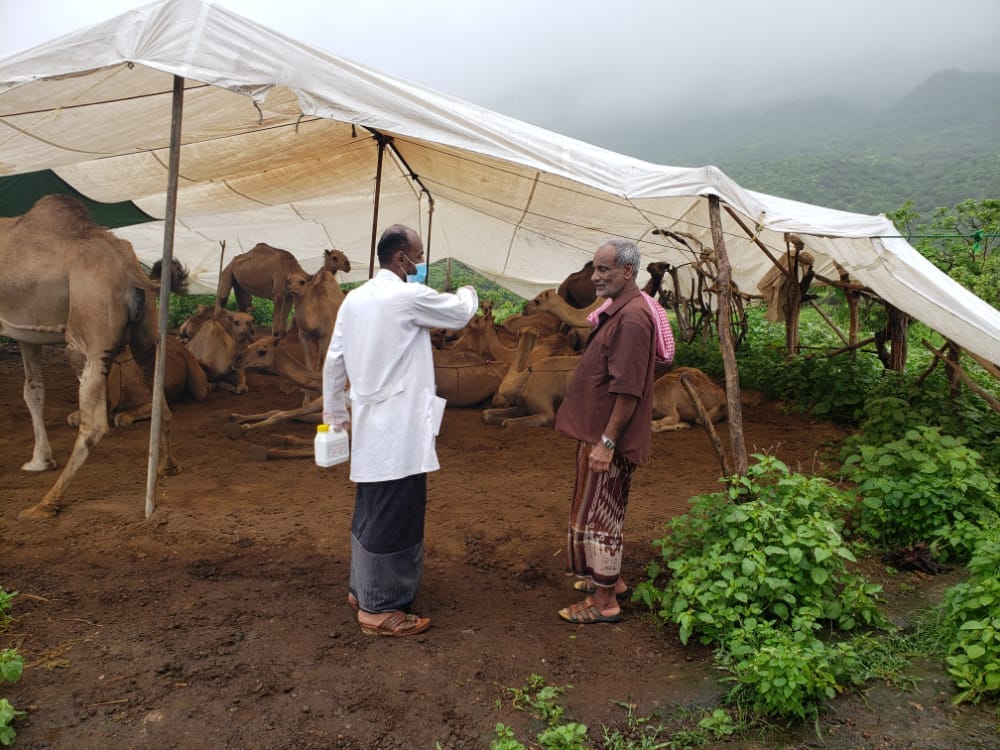 ادارة صحة الحيوان بمكتب الزراعة بالمهرة تنفذ حملة لعلاج الثروة الحيوانية بمديرية حوف